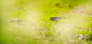 White Wagtail