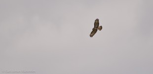 Common Buzzard (Buteo buteo)