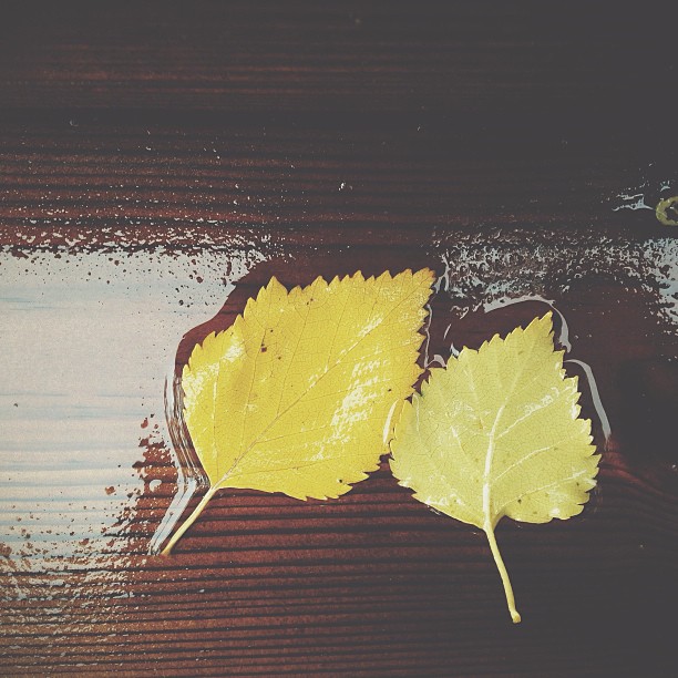 It's been raining all day and the leaves are falling, autumn is here! #vscocam #rain #åsele #autumn #leaves