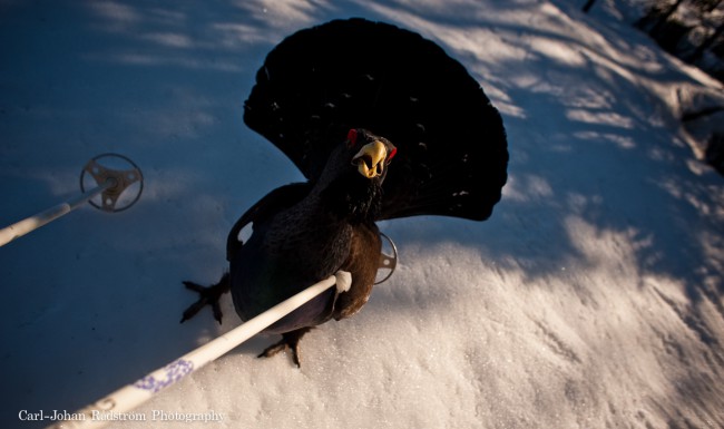20100412_sorasele_black_grouse_0173