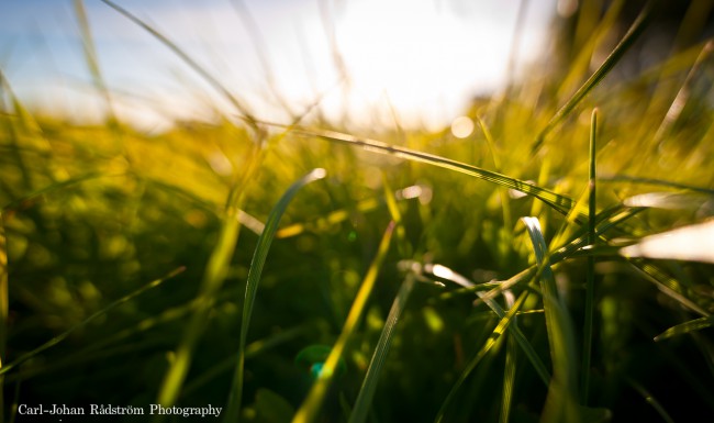 20100610_sorasele_grass_0072