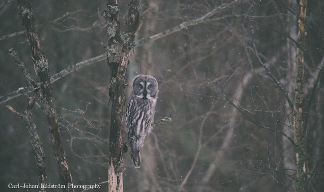 Great Grey Owl, Lappuggla