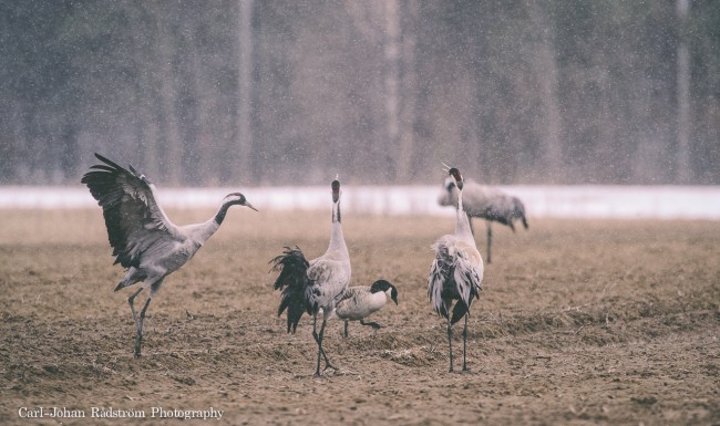 20120504_sorasele_birds_0105