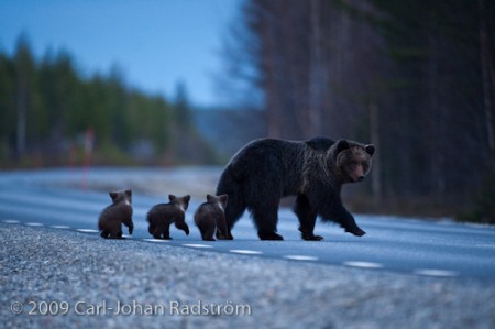 Bear family