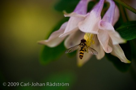 2009-06-21-_DSC9212