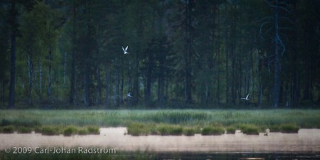 Common Tern