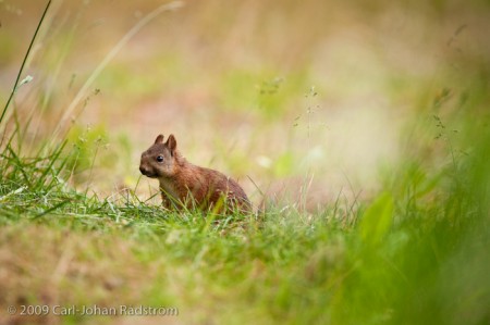 Squirrel