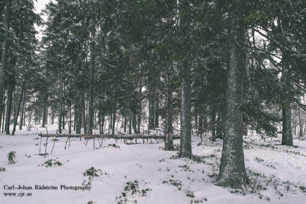 Winter Forest