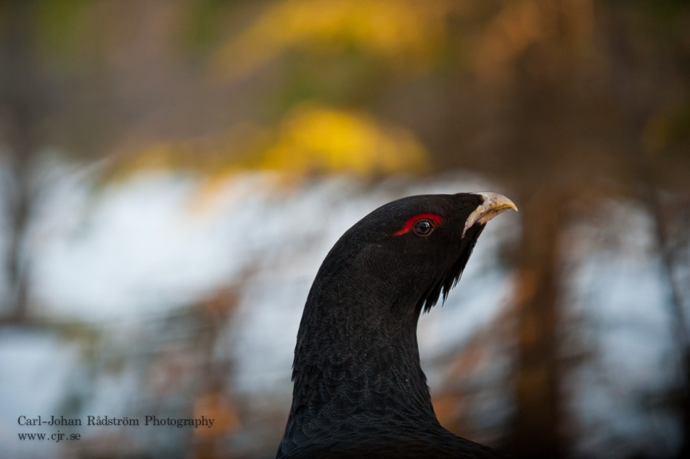 Closeup of a young capercaillie