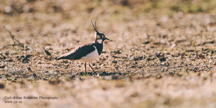 Northern Lapwing