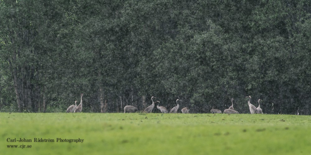 Common Cranes in heavy rain