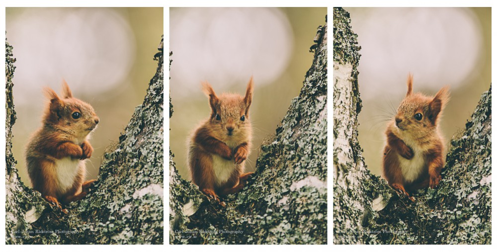 Cute little baby squirrel