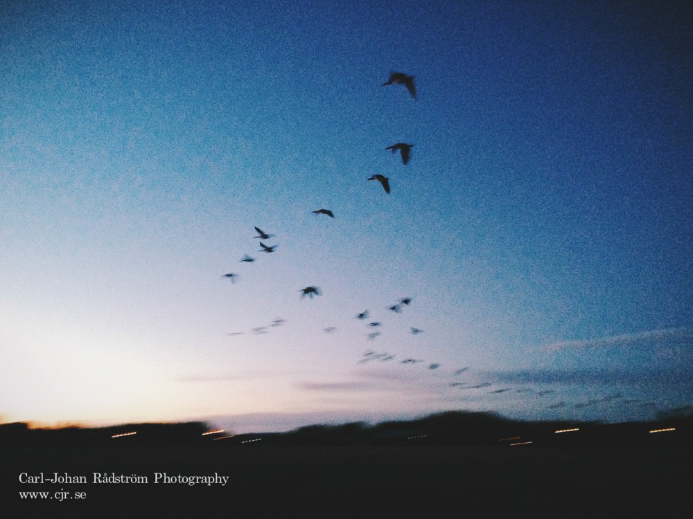 Canada geese in flight.