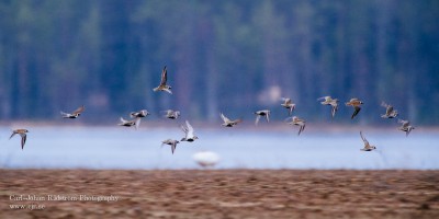 20130510_sorasele_birds_0101