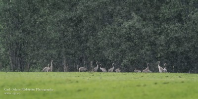 20130601_sorasele_cranes_0036