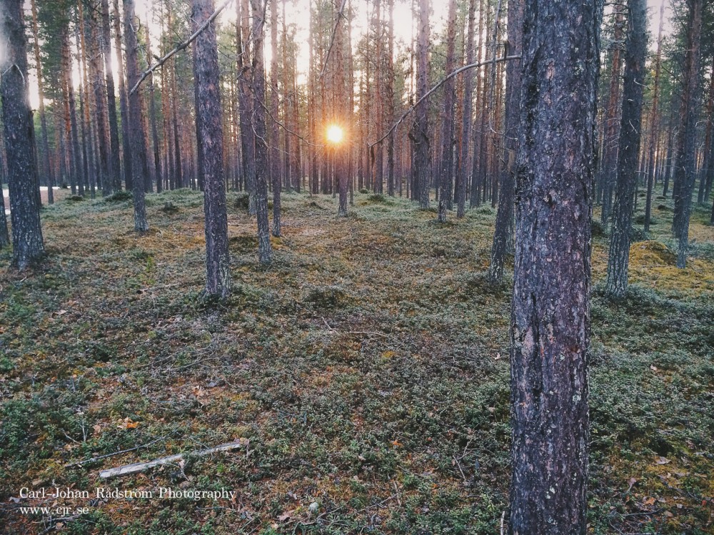 Solnedgång i skogen