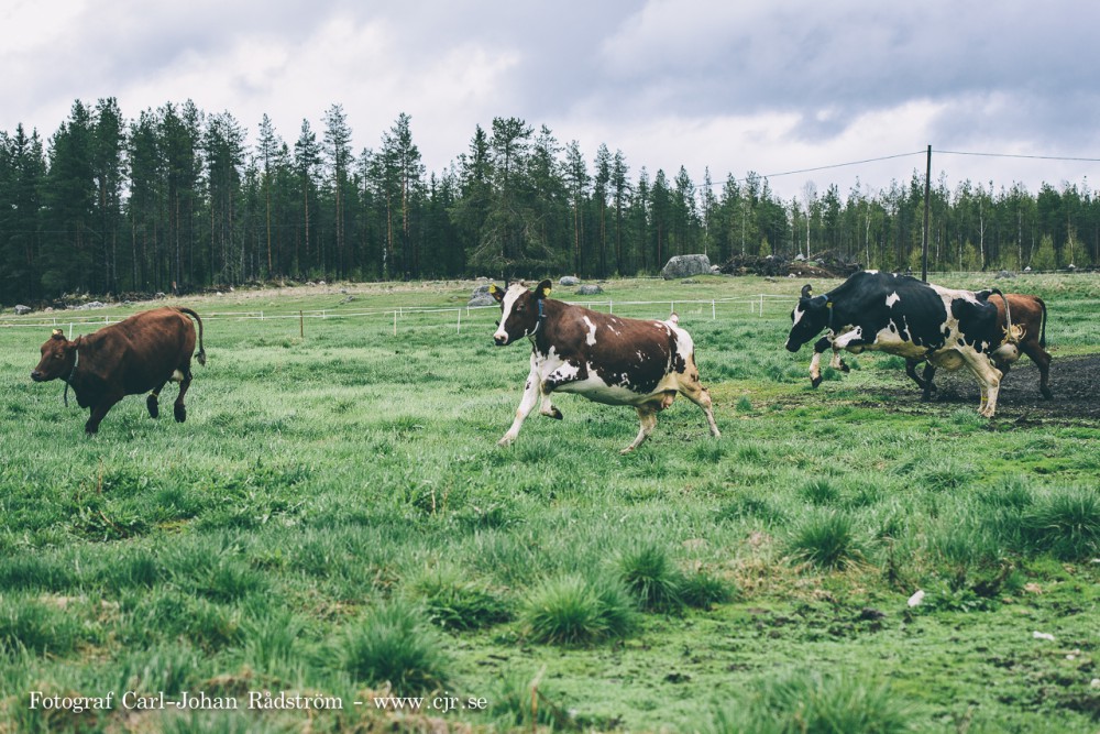 20150607_koslapp_gafsele_0031