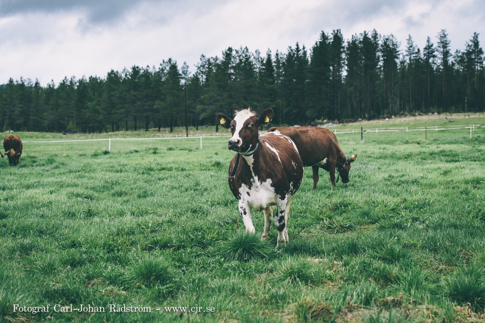 20150607_koslapp_gafsele_0035