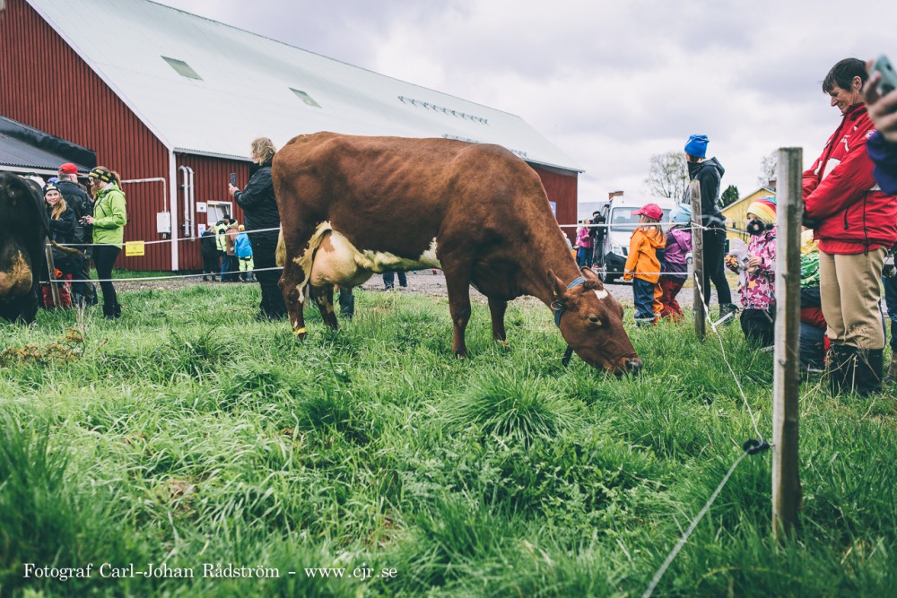 20150607_koslapp_gafsele_0108