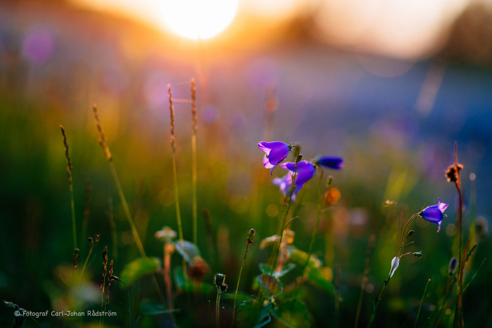 20160625_sorasele_summer_0022