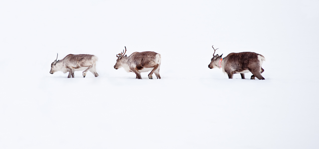 20100409_sorasele_reindeer_0001